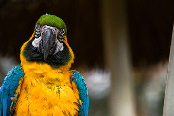 blue macaw front view