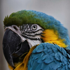 blue macaw closeup