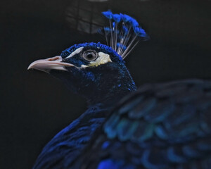 peacock closeup