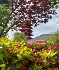 Summer foliage in tokyo