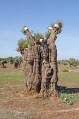 Olive tree diseased by Xylella fastidiosa in Puglia, Italy - 682972464