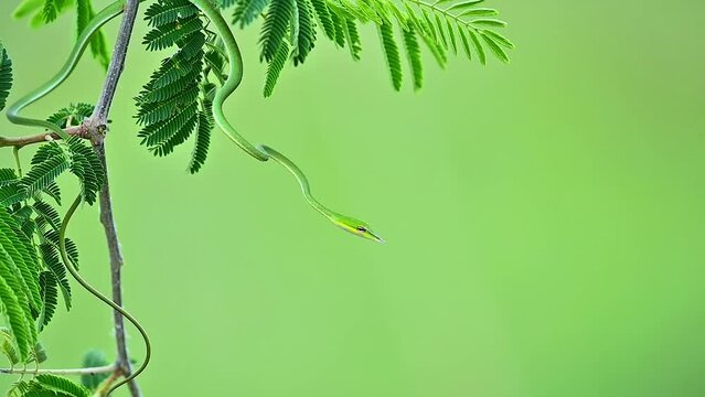 Ahaetulla nasuta snake