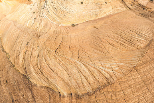 Detailed wooden texture on a cut tree stump