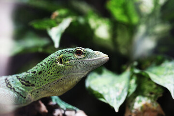 Emerald Tree Monitor (Varanus prasinus)