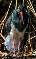 Fototapeta premium Black stork on the nest. Latin name - Ciconia nigra 