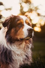A wonderful portrait of an Australian Shepherd dog