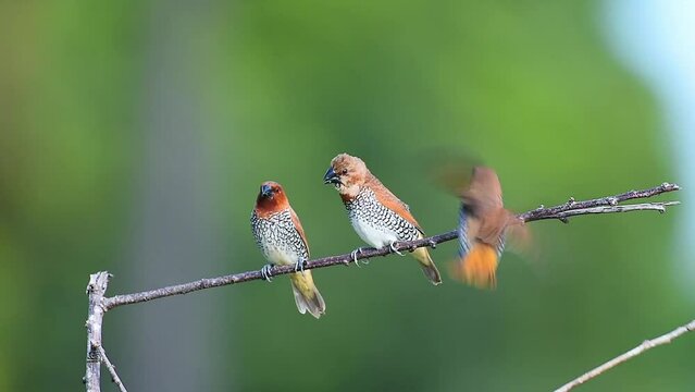 Scaly breasted munia bird that snatches food.