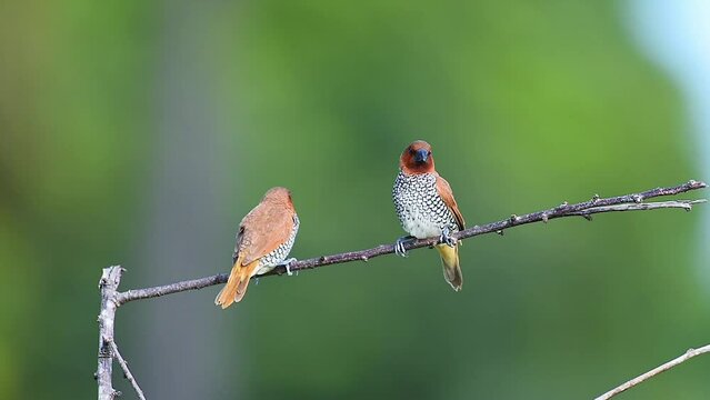 Scaly breasted munia bird 