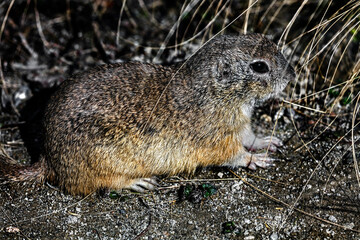 European gopher on the ground. Latin name - Citellus Oken
