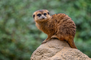 Meercat - Suricata suricatta, popular small carnivores from African savannas, Namibia.