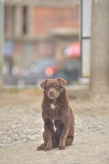brown street doggie