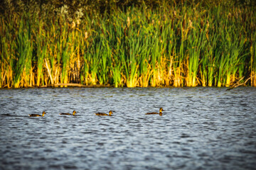 a bird on a pond in the wild