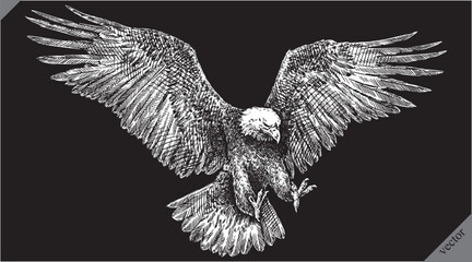 black and white engrave isolated eagle vector illustration