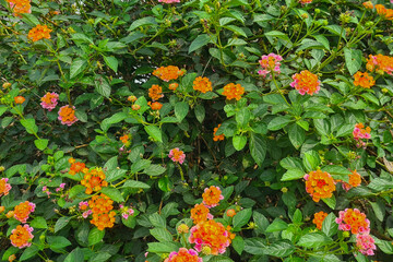 A bush with many small, orange and pink flowers. The flowers are trumpet-shaped, with five petals that flare out at the end. The center of each flower is a darker orange color