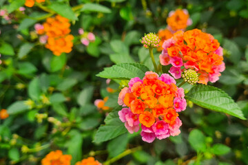Close-up of a cluster of flowers with a vibrant blend of hues. The flowers themselves are a harmonious blend of orange and pink. The flowers are West Indian Lantana (Lantana camara)