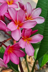 Close-up of a bunch of pink plumeria flowers. Plumeria flowers are known for their delicate petals, vibrant colors, and sweet fragrance. The flowers in the image are a soft pink color