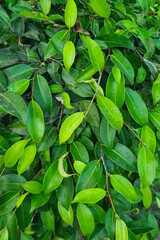 A close-up of a green leaf with a serrated edge. The leaf is dark green in color and has a slightly glossy texture. The veins of the leaf are visible and are light green in color