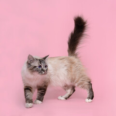 A beautiful sacred burmese cat standing in  a studio setting in pink,  close-up, luxury cat, showing lovely plume tail