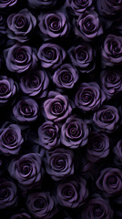 Black roses background. Beautiful flowers for valentine's day. Colorful background.