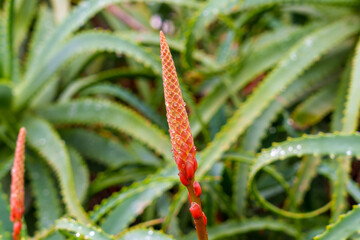 Beautiful red flower bud of Aloe arborescens flowering succulent plant In bloom