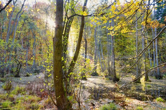 Das Sonnenlicht durchflutet den Wald