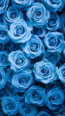 Blue roses background. Beautiful flowers for valentine's day. Colorful background.