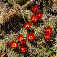 Red and Yellow Blossoms of Claret Cup Cactus