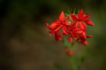 Red Scarlet Gilia Wildflower Blossoms with Copy Space