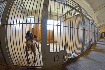 Municipal animal shelter: hangar with row of indoor aviaries, stray dogs barking behind bars....