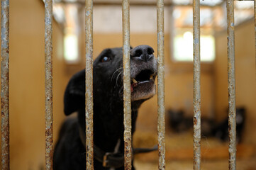Aggressive stray dog barking behind bars of indoor aviary. Municipal animal shelter. Borodjanka,...