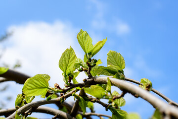 Small flower buds and green leaves of wild mulberry tree, also known as Morus tree, in a spring...