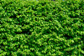 Textured natural background of many green leaves of Elm tree growing in a hedge or hedgerow in...
