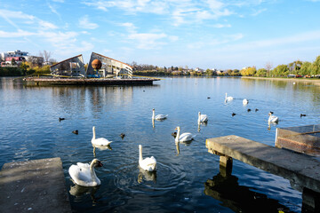 Landscape with decorative fountain and many white swans on Plumbuita lake (Lacul Plumbuita) and...