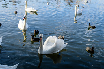 Landscape with many white swans on Plumbuita lake (Lacul Plumbuita) and park, in Bucharest, Romania, in a sunny autumn day with white clouds and blue sky