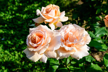 Large green bush with delicate fresh vivid pink roses and green leaves in a garden in a sunny summer day, beautiful outdoor floral background photographed with soft focus
