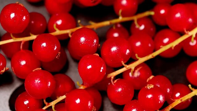 fresh red currants in a close up video 4k 30fps