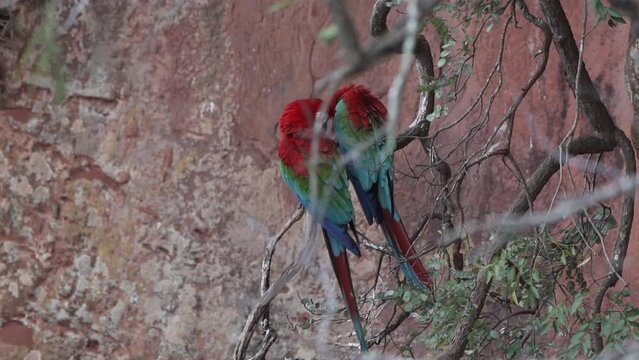 red and green macaw, Ara chloropterus, also green winged macaw, sitting in a tropical tree in the Buraco das Araras in Brazil.