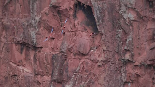 flock of red and green macaw, Ara chloropterus, also green winged macaw, flying through the deep gorge of the Buraco das Araras in Brazil.