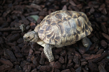 Burmese star tortoise (Geochelone platynota)