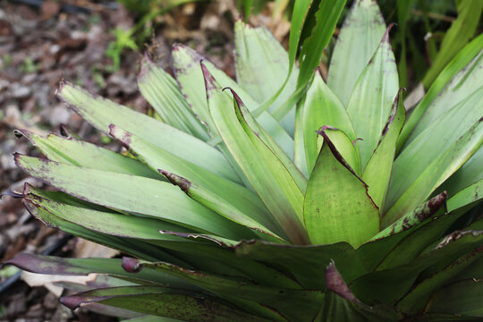 large bromeliad Alcantarea imperalis in tropical garden