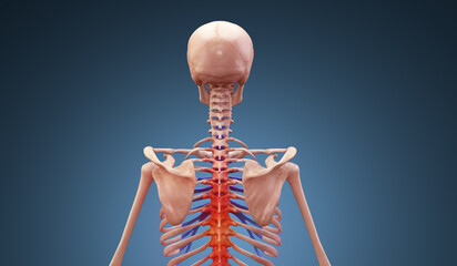 Cervical spine injury on skeleton