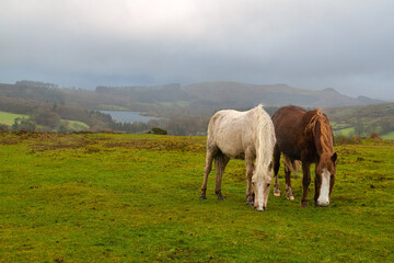 Dartmoor Ponies in the Mist.