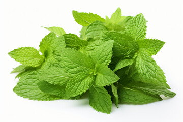 Mint leaves bunch on white background