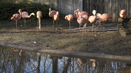 Schöne Flamingos am Teich