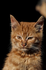 portrait of a stray cat