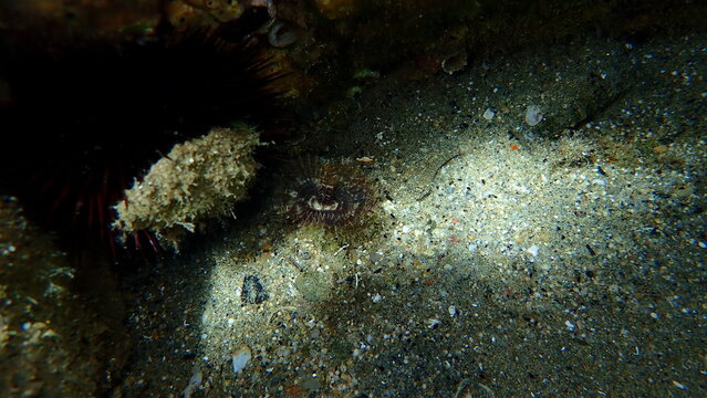 Fan worm or bristle worm Acromegalomma vesiculosum undersea, Aegean Sea, Greece, Halkidiki