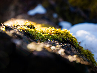 Moss on a log 