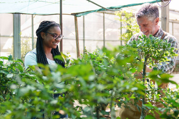 Joyful young African woman and elderly man tend to plants in a sunny greenhouse.