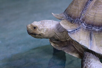 Close-up of a Giant Tortoise in Captivity