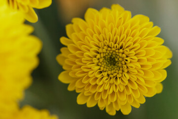 yellow dahlia flower